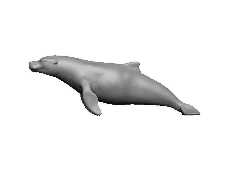 Sea Lion Low-poly 3D model_7