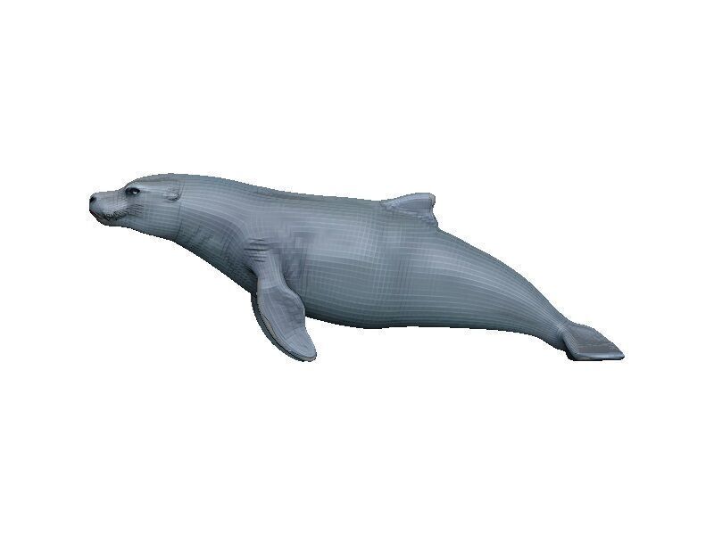 Sea Lion Low-poly 3D model_2