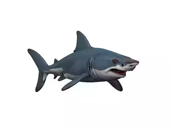 Shark