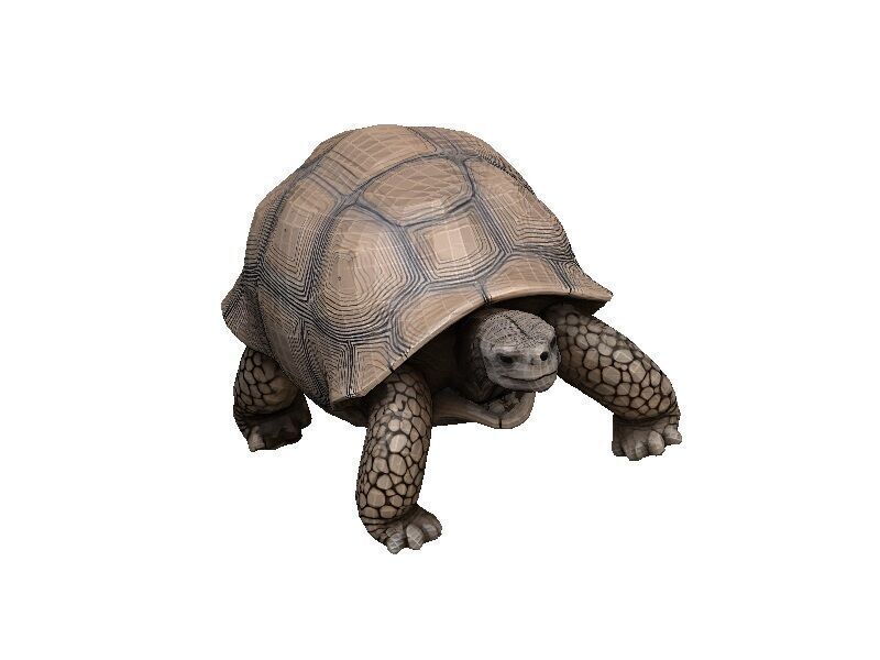 Tortoise Low-poly 3D model_6