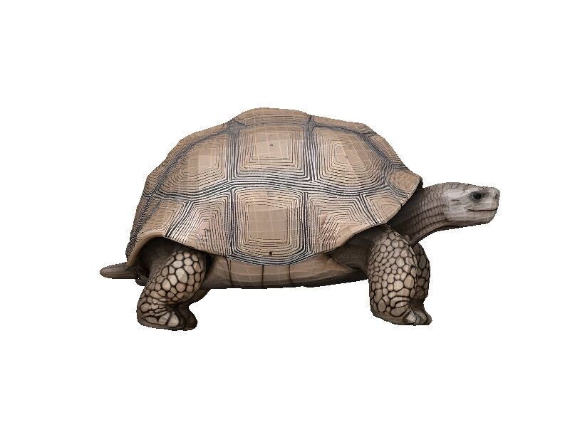 Tortoise Low-poly 3D model_5