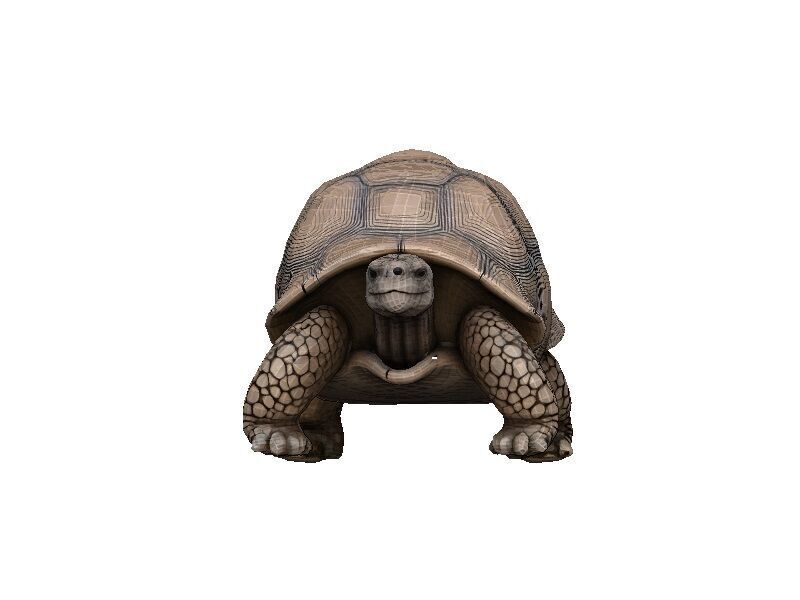 Tortoise Low-poly 3D model_1