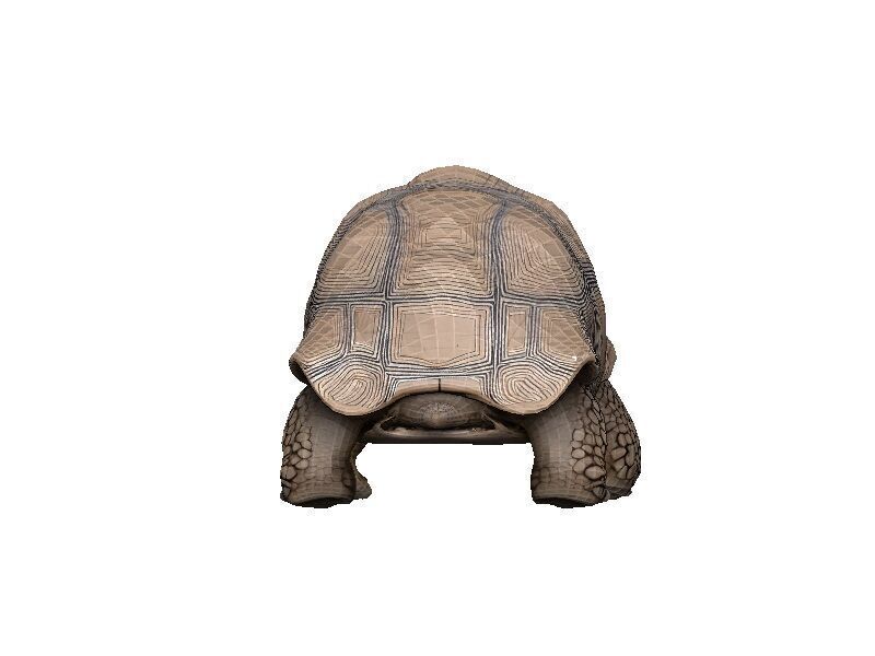 Tortoise Low-poly 3D model_4