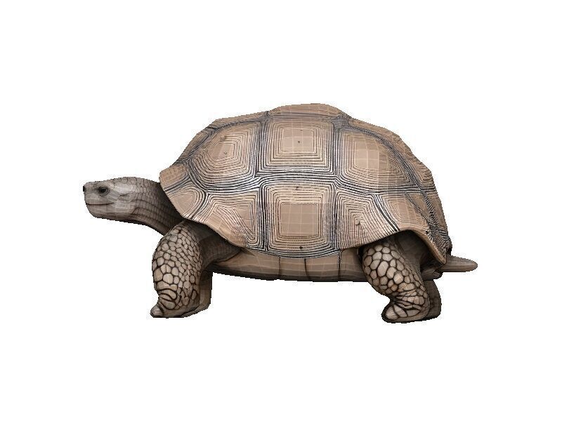 Tortoise Low-poly 3D model_3