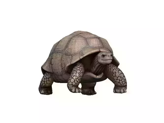 Tortoise