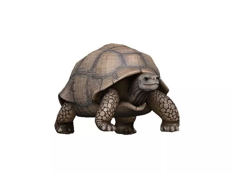 Tortoise Low-poly 3D model_0
