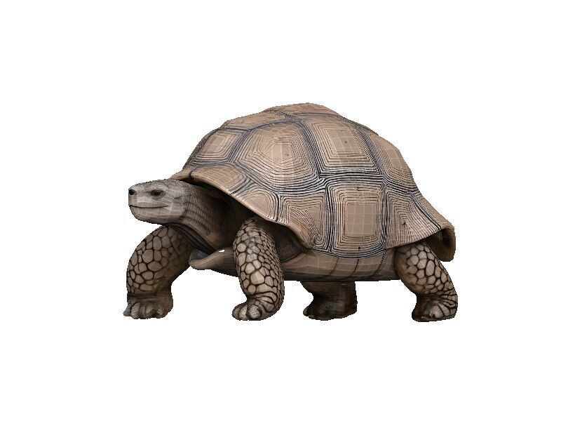Tortoise Low-poly 3D model_2