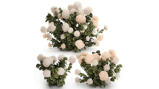 Bushes white hydrangea with flowers for the garden 1474 3D model