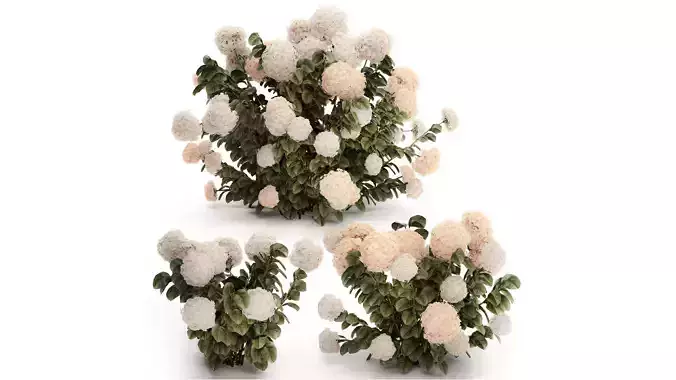 Bushes white hydrangea with flowers for the garden 1474 3D model