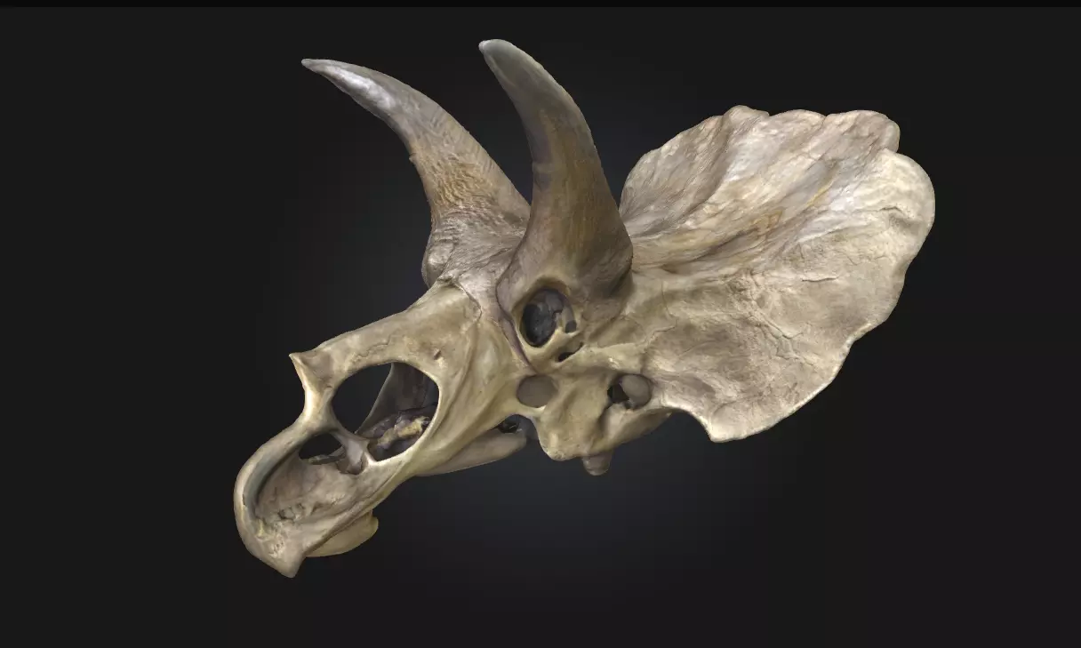 Triceratops Relic Ancient Fossil Display for Museum 3D model_0