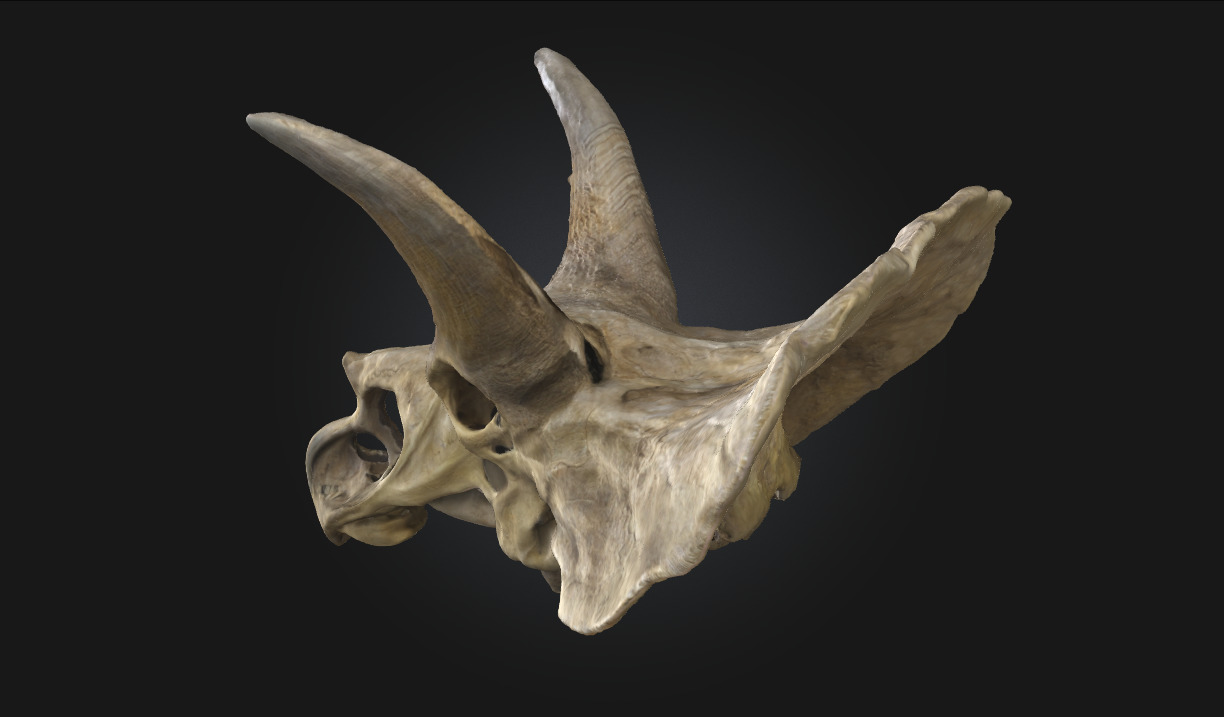 Triceratops Relic Ancient Fossil Display for Museum 3D model_3