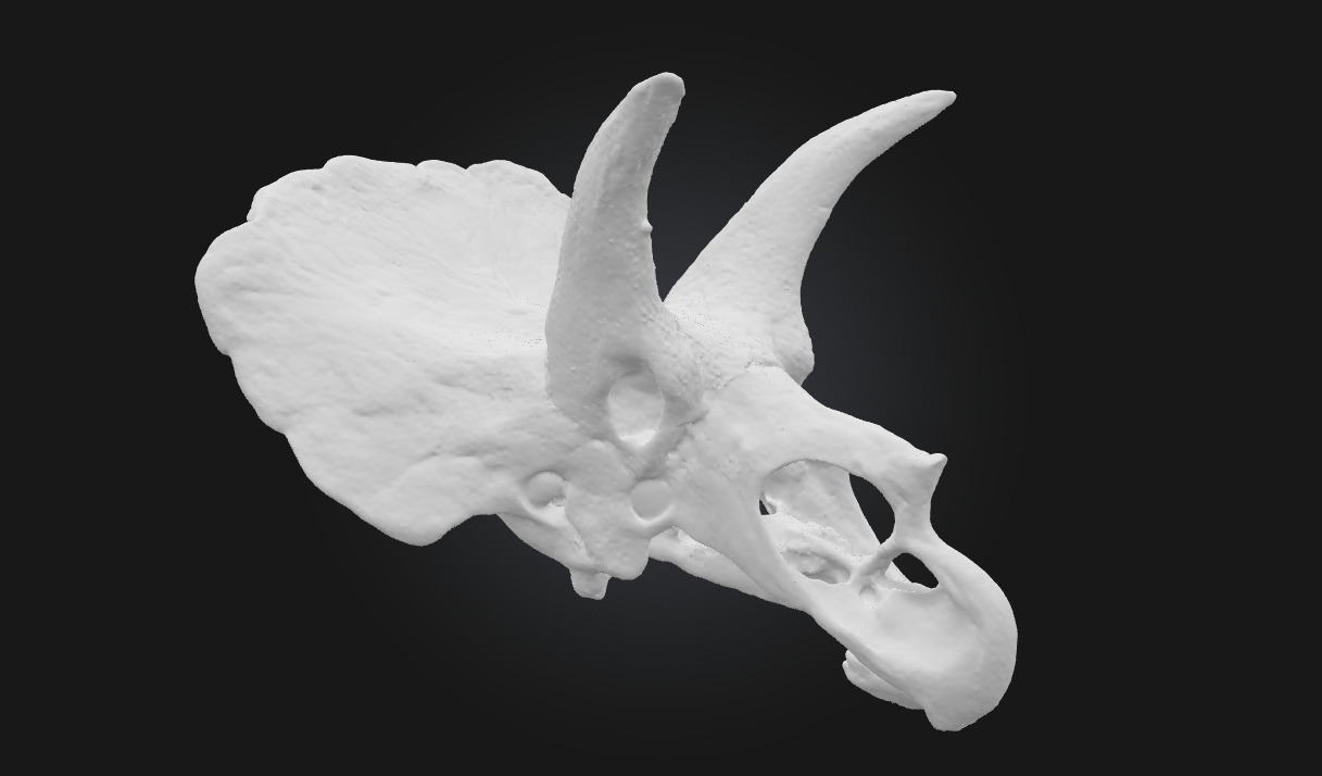 Triceratops Relic Ancient Fossil Display for Museum 3D model_7
