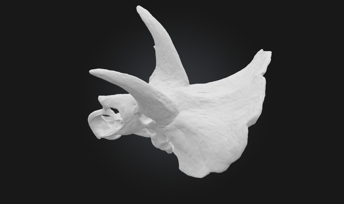 Triceratops Relic Ancient Fossil Display for Museum 3D model_9