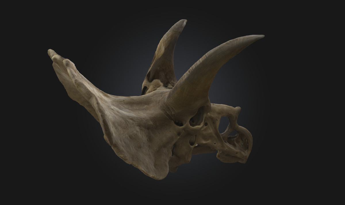 Triceratops Relic Ancient Fossil Display for Museum 3D model_4