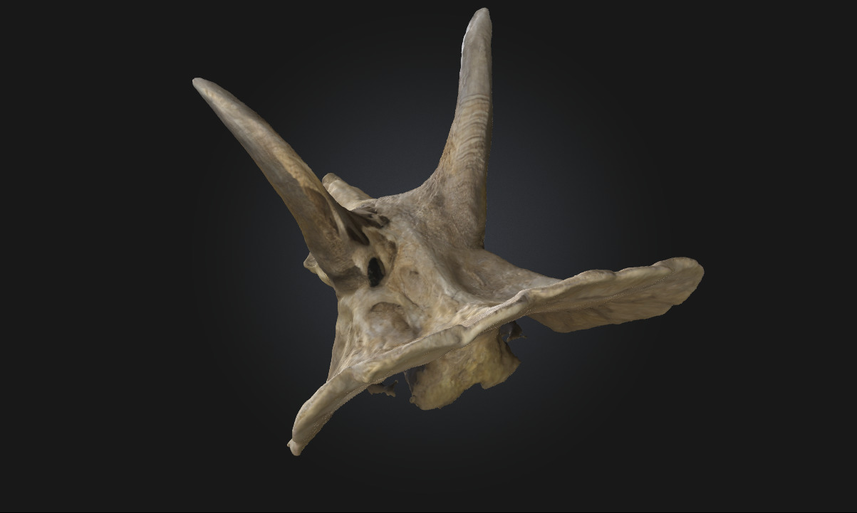 Triceratops Relic Ancient Fossil Display for Museum 3D model_5