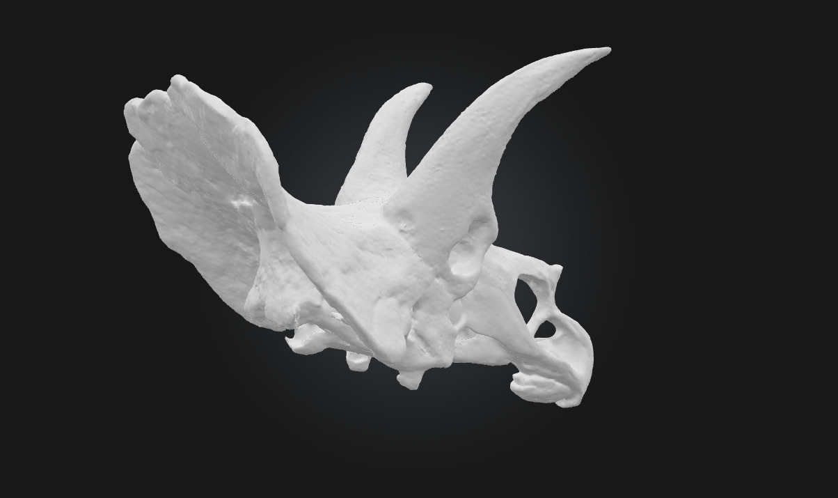 Triceratops Relic Ancient Fossil Display for Museum 3D model_8