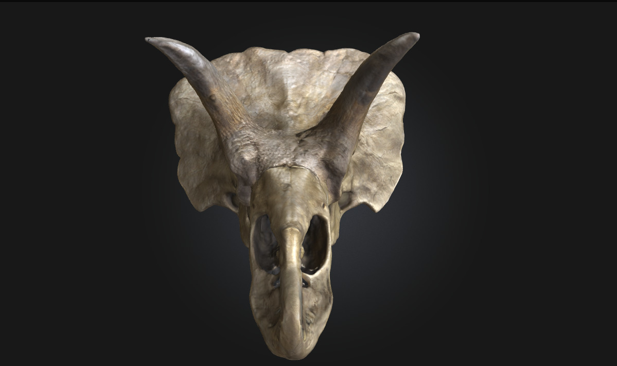 Triceratops Relic Ancient Fossil Display for Museum 3D model_2