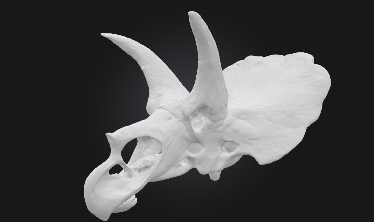 Triceratops Relic Ancient Fossil Display for Museum 3D model_6