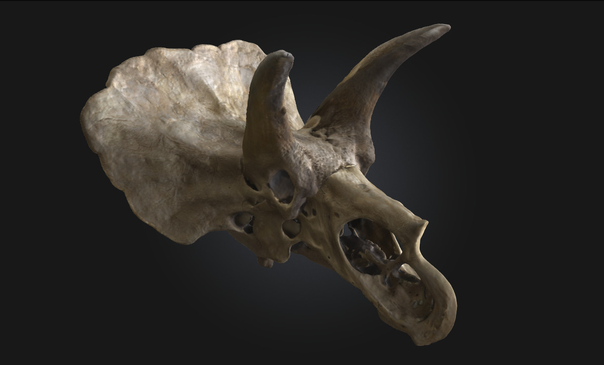 Triceratops Relic Ancient Fossil Display for Museum 3D model_1