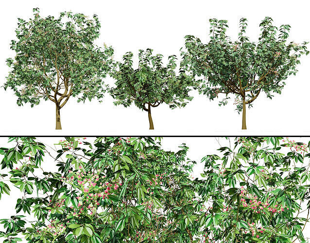 3D Pistachio Tree Model Pack Low-poly 3D model