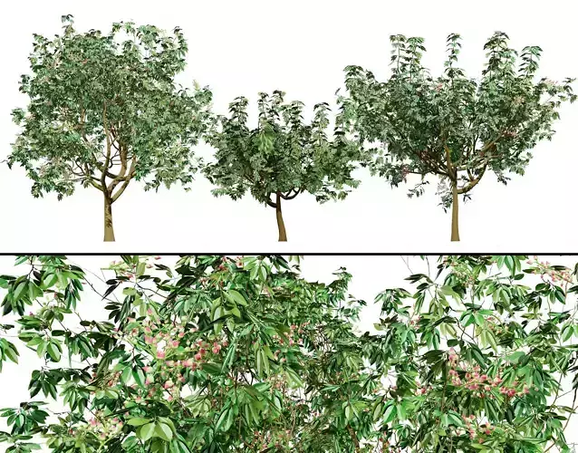 3D Pistachio Tree Model Pack Low-poly 3D model