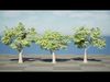 3D Pistachio Tree Model Pack Low-poly 3D model_1