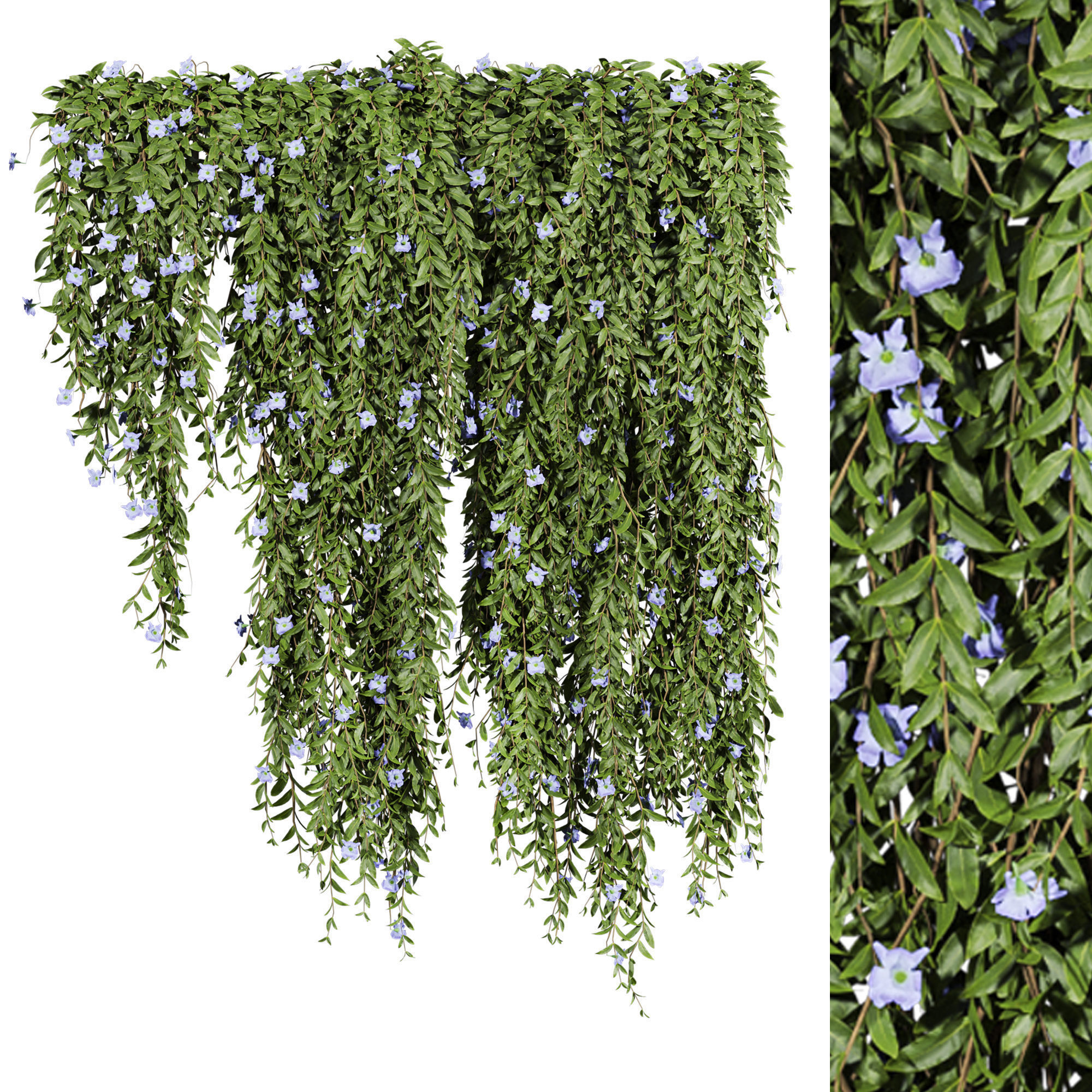 ivy plants with flowers 3D model_1