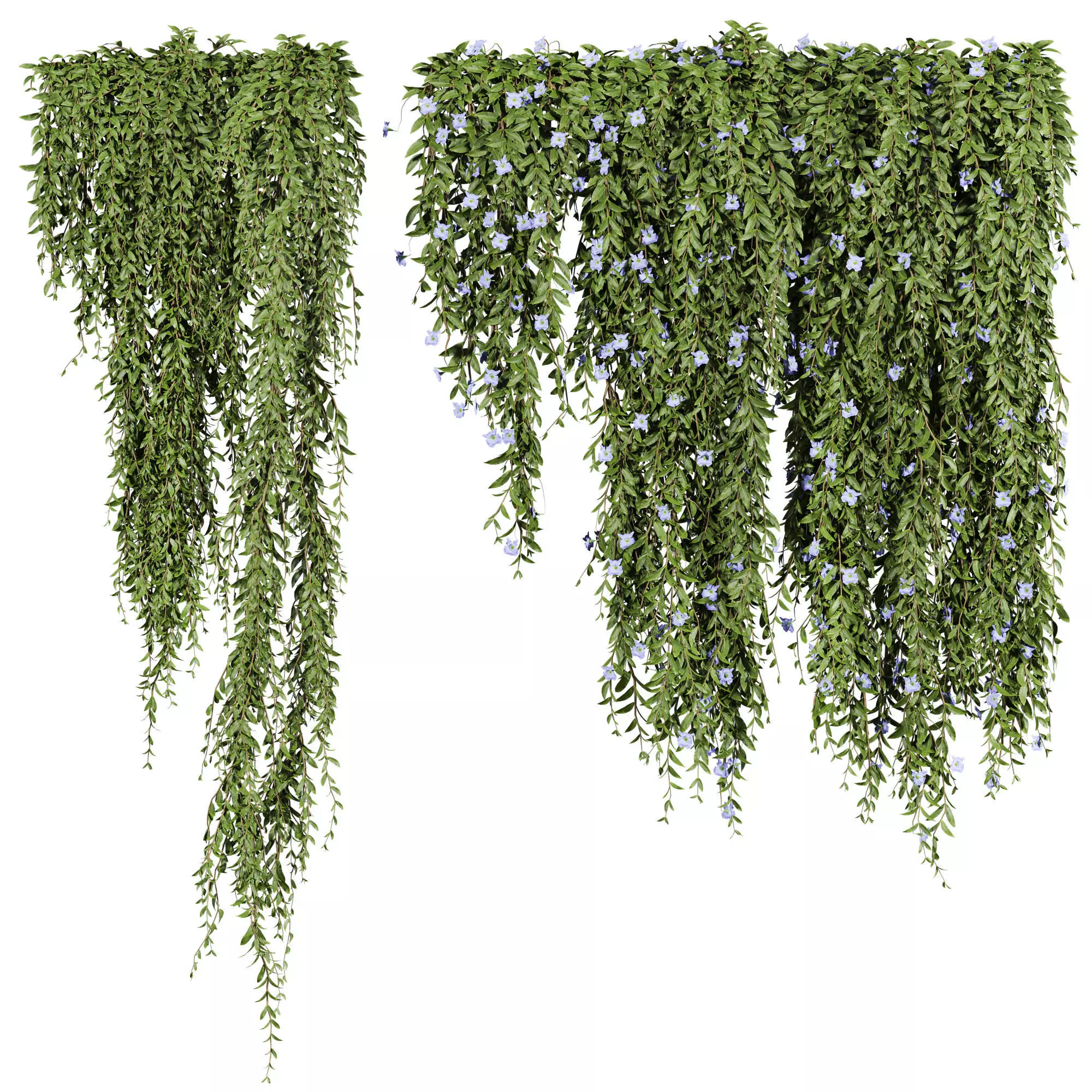 ivy plants with flowers 3D model_0