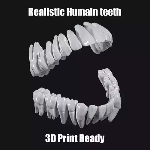 Realistic Scanned Human teeth real medical case