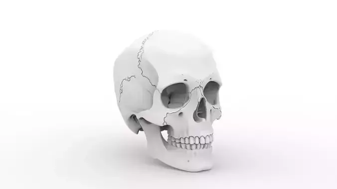 Human Skull Print Mode 3D print model