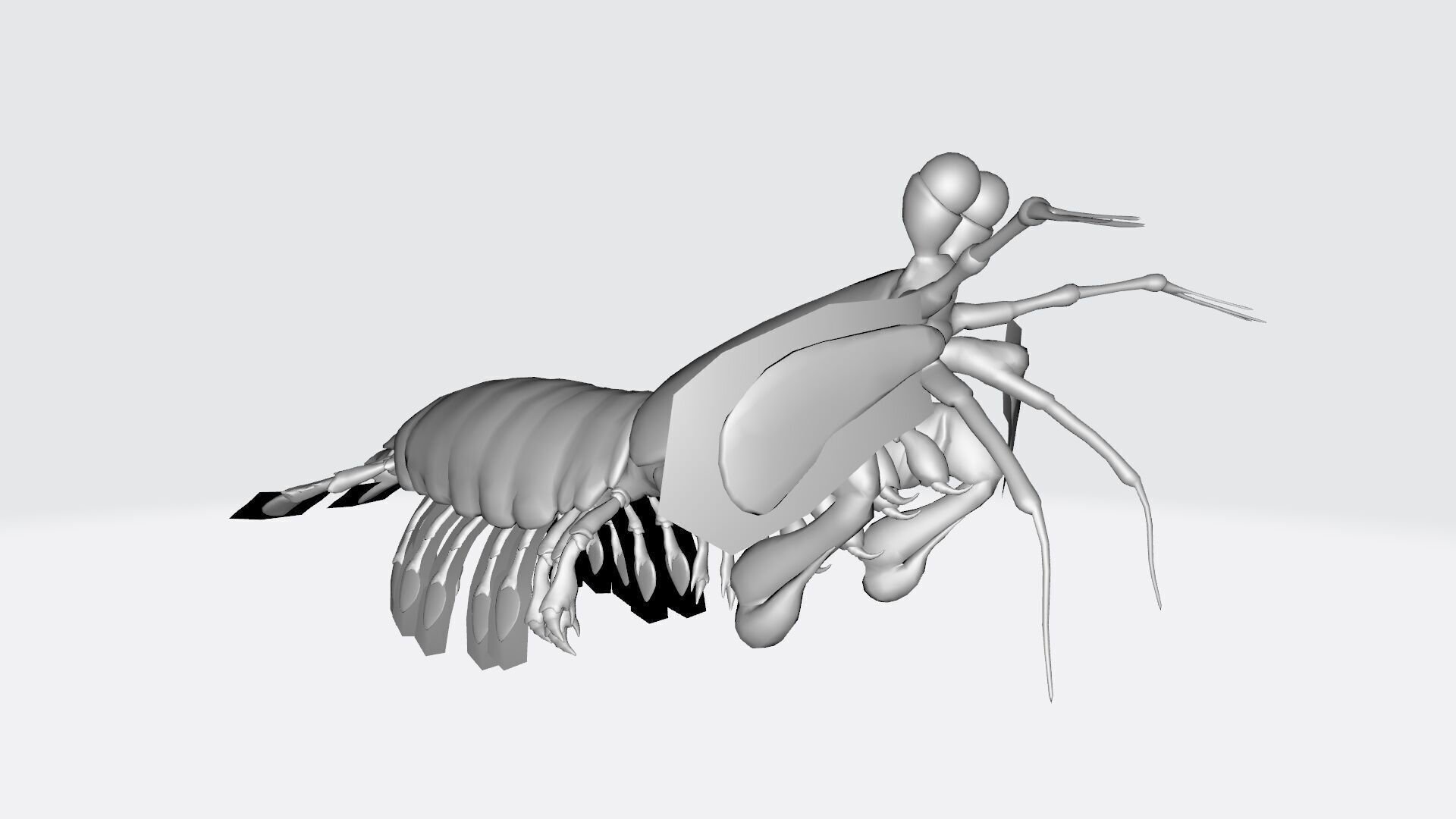 Mantis Shrimp 3D Model Ready to Print 3D print model_8