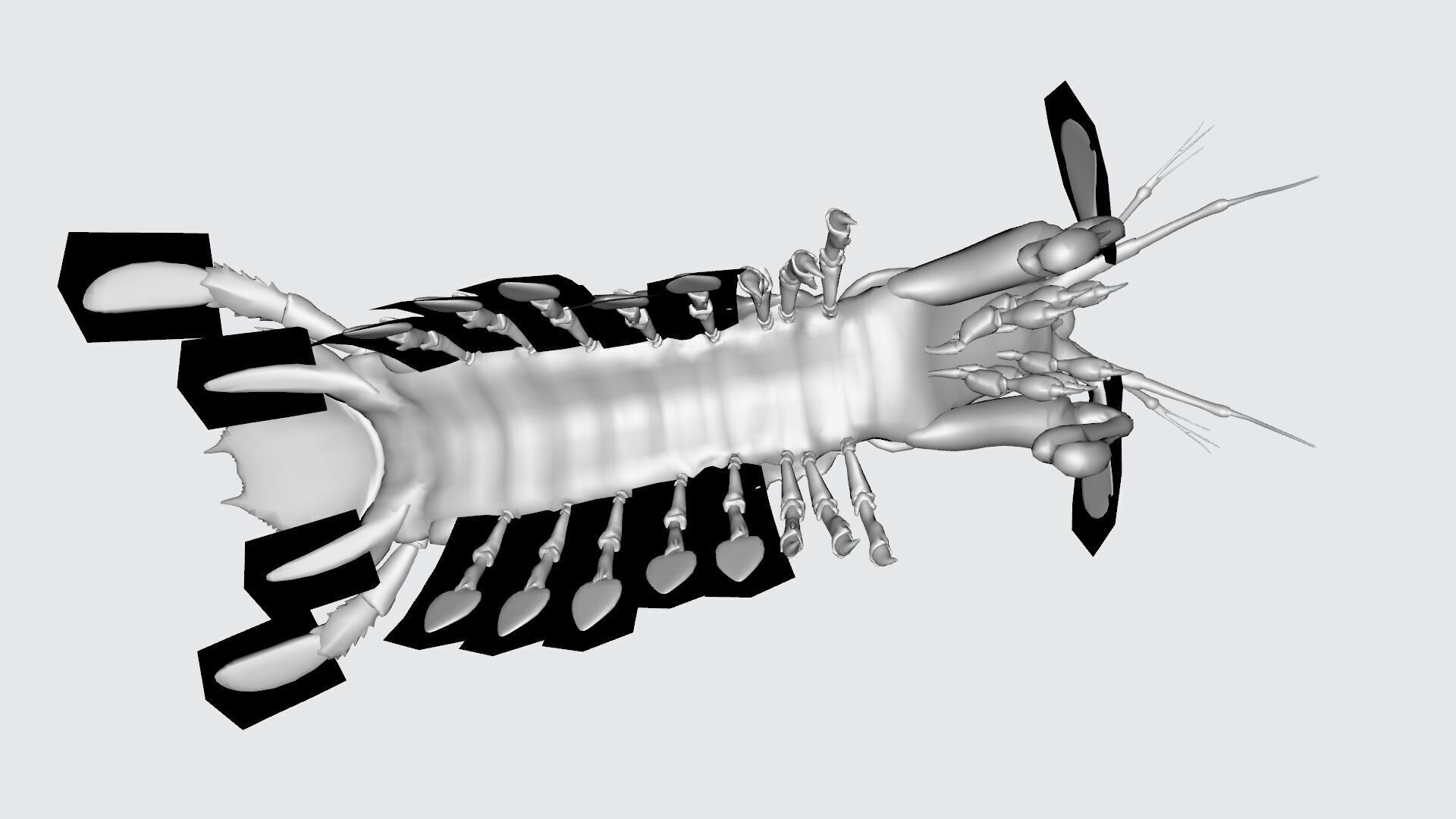 Mantis Shrimp 3D Model Ready to Print 3D print model_9
