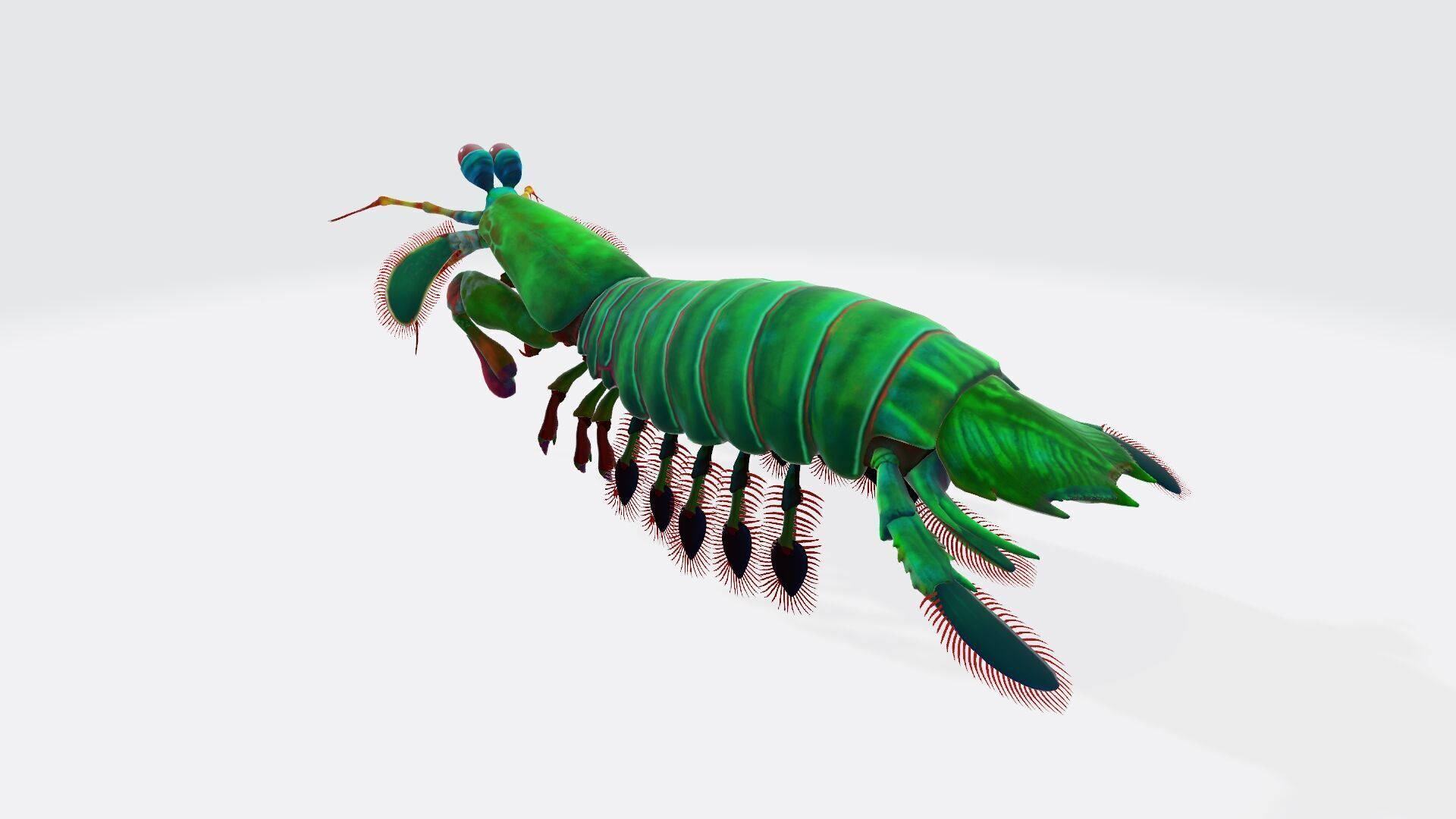 Mantis Shrimp 3D Model Ready to Print 3D print model_4