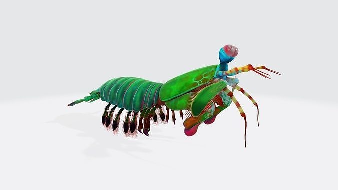 Mantis Shrimp 3D Model Ready to Print 3D print model