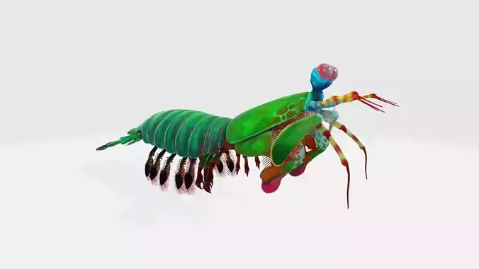 Mantis Shrimp 3D Model Ready to Print 3D print model