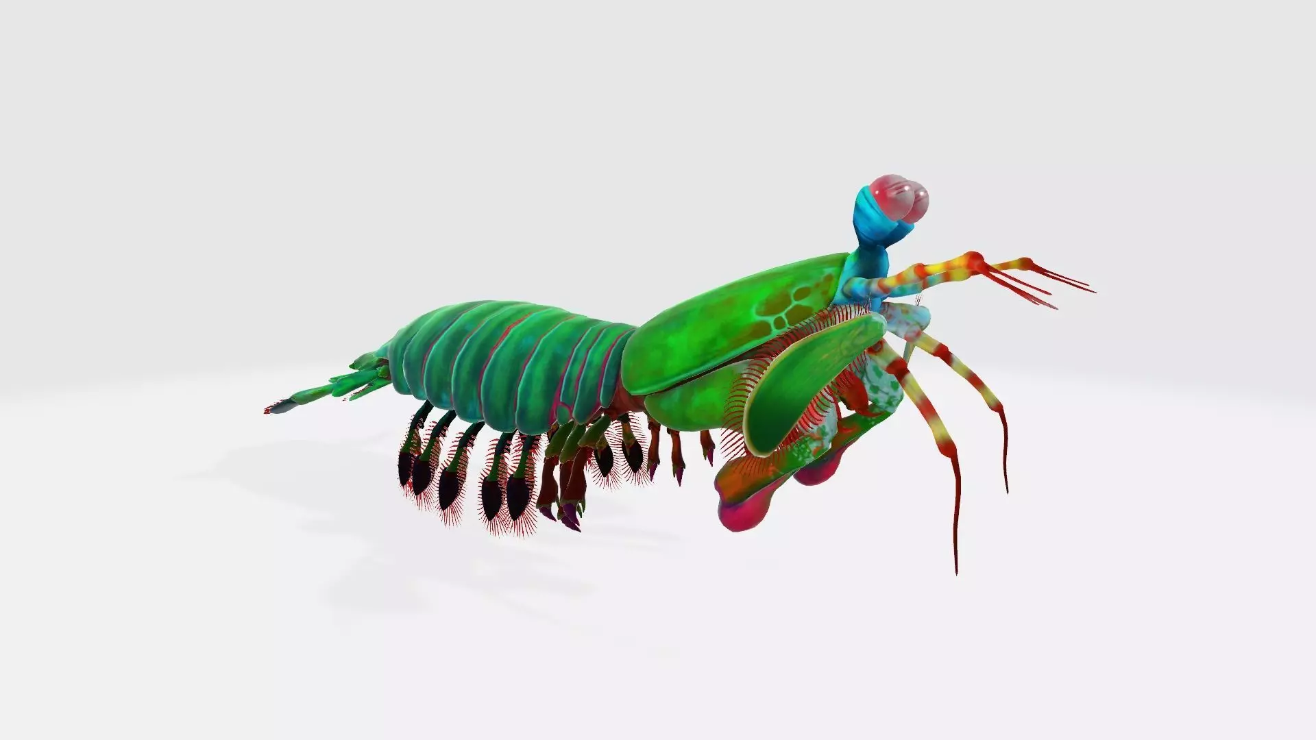Mantis Shrimp 3D Model Ready to Print 3D print model_0