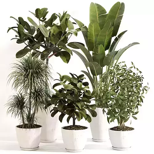 Indoor Plant Set 0155