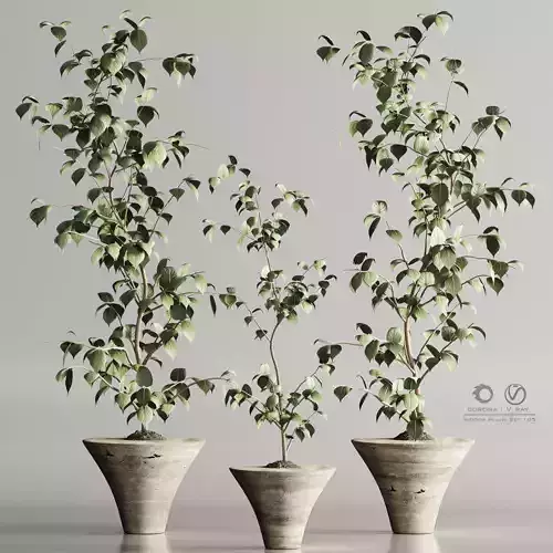 Indoor Plant Set 105