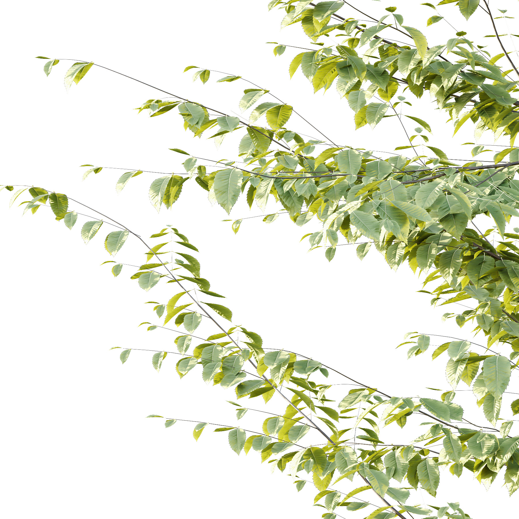 Fagus Grandifolia Tree 07 3D model_4