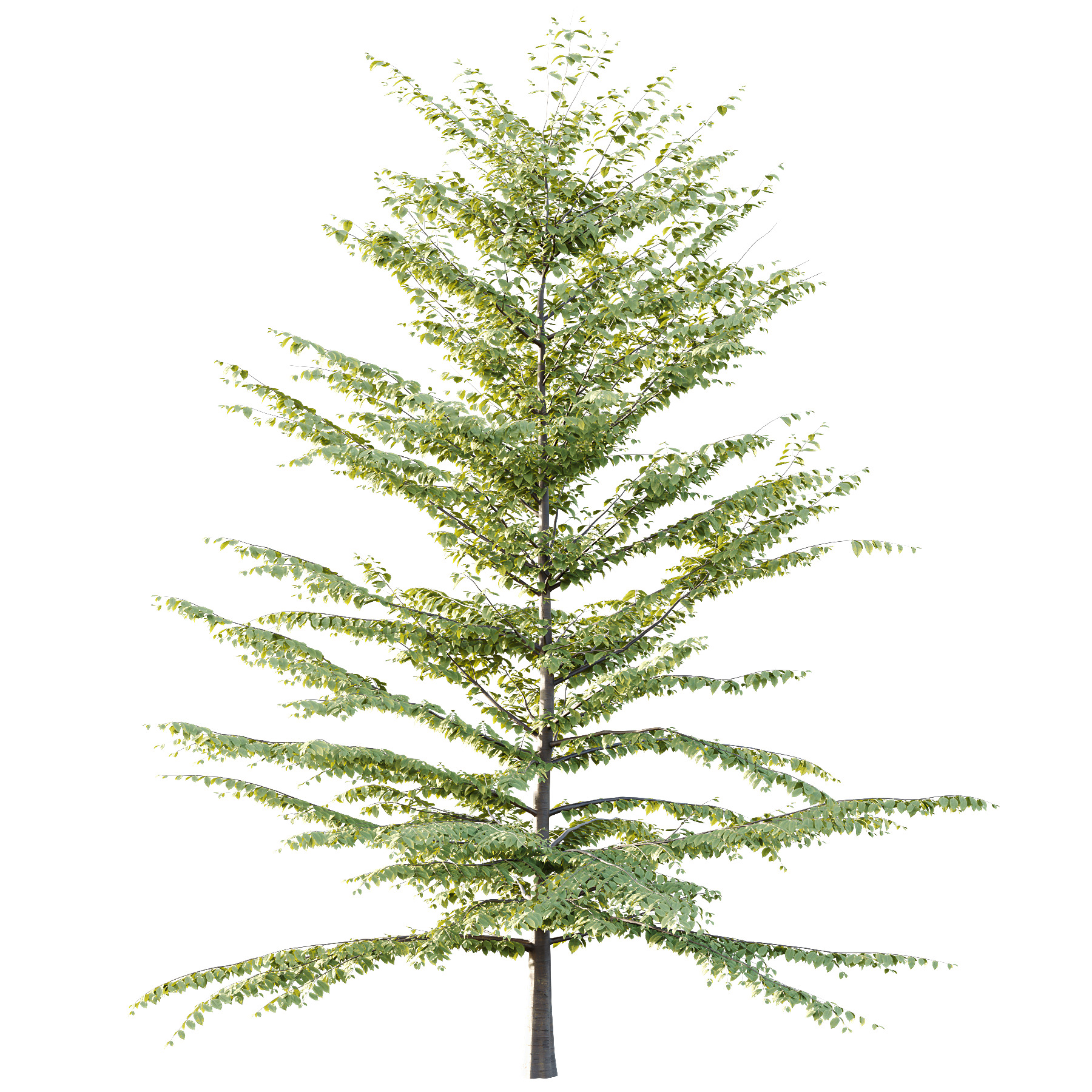 Fagus Grandifolia Tree 07 3D model_2