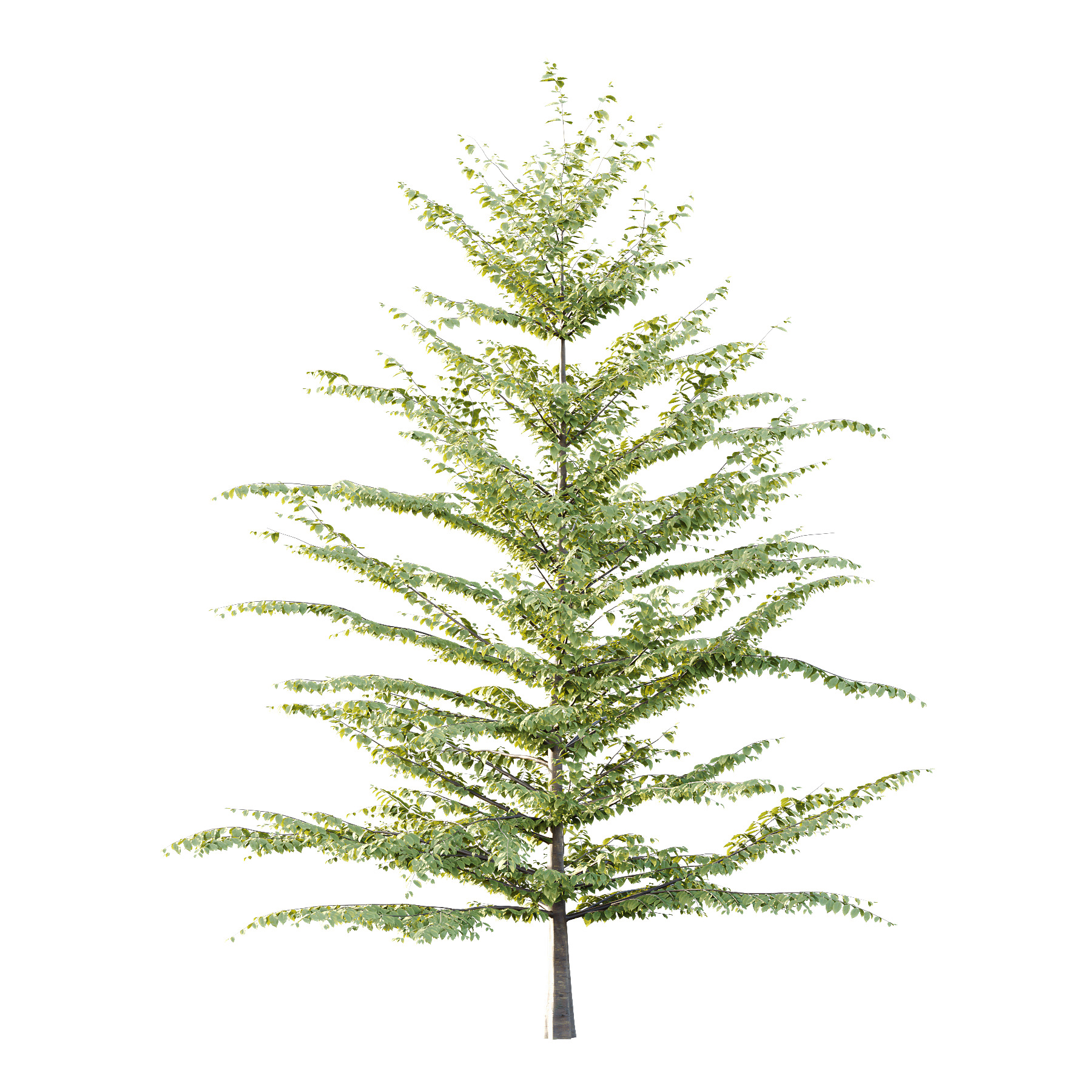 Fagus Grandifolia Tree 07 3D model_1