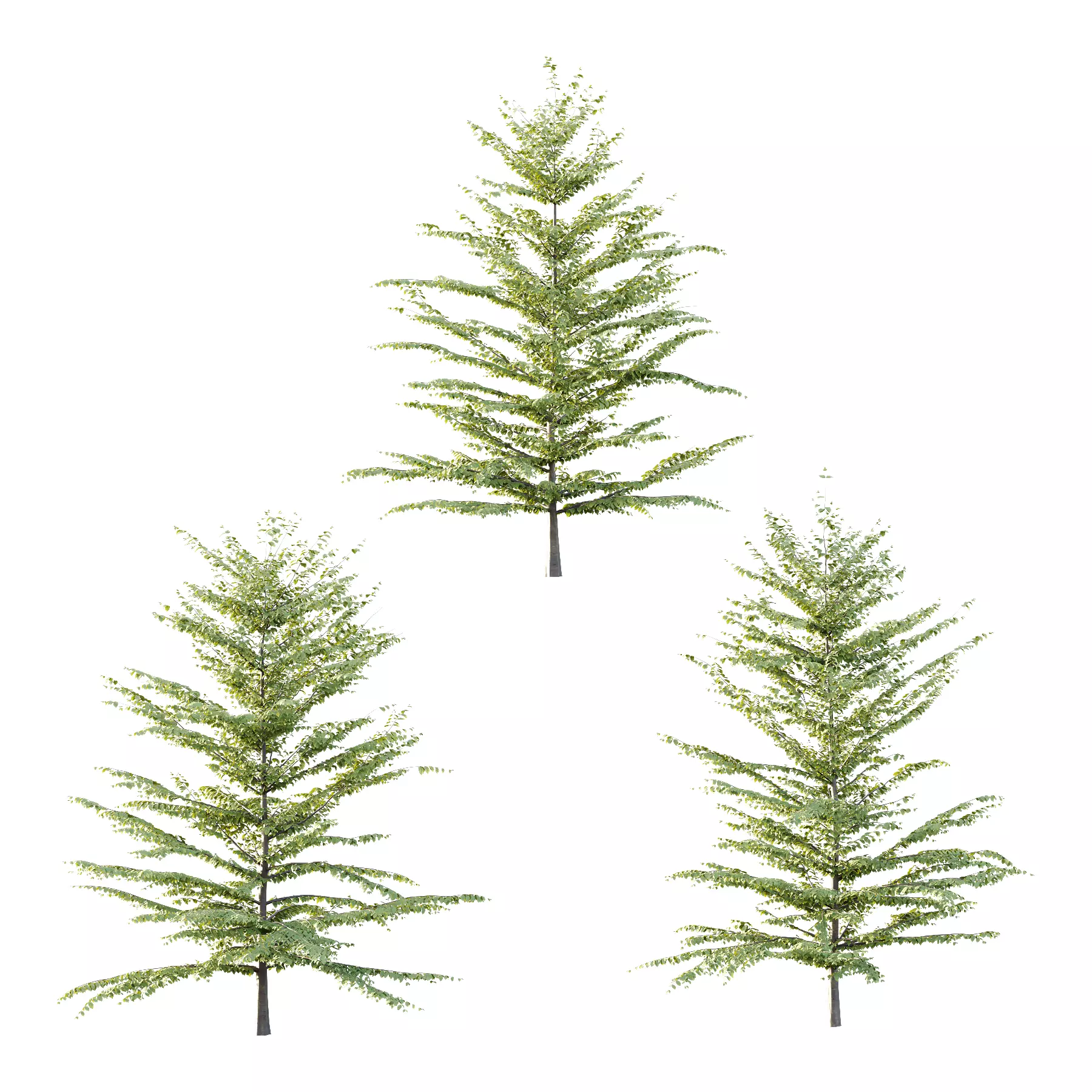 Fagus Grandifolia Tree 07 3D model_0