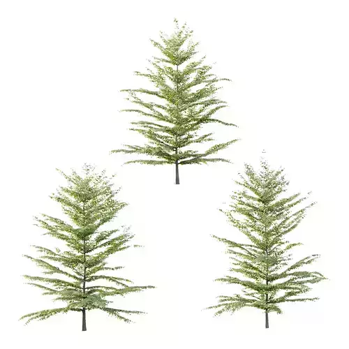 Fagus Grandifolia Tree 07 3D model Fagus Grandifolia Tree 07 3D model