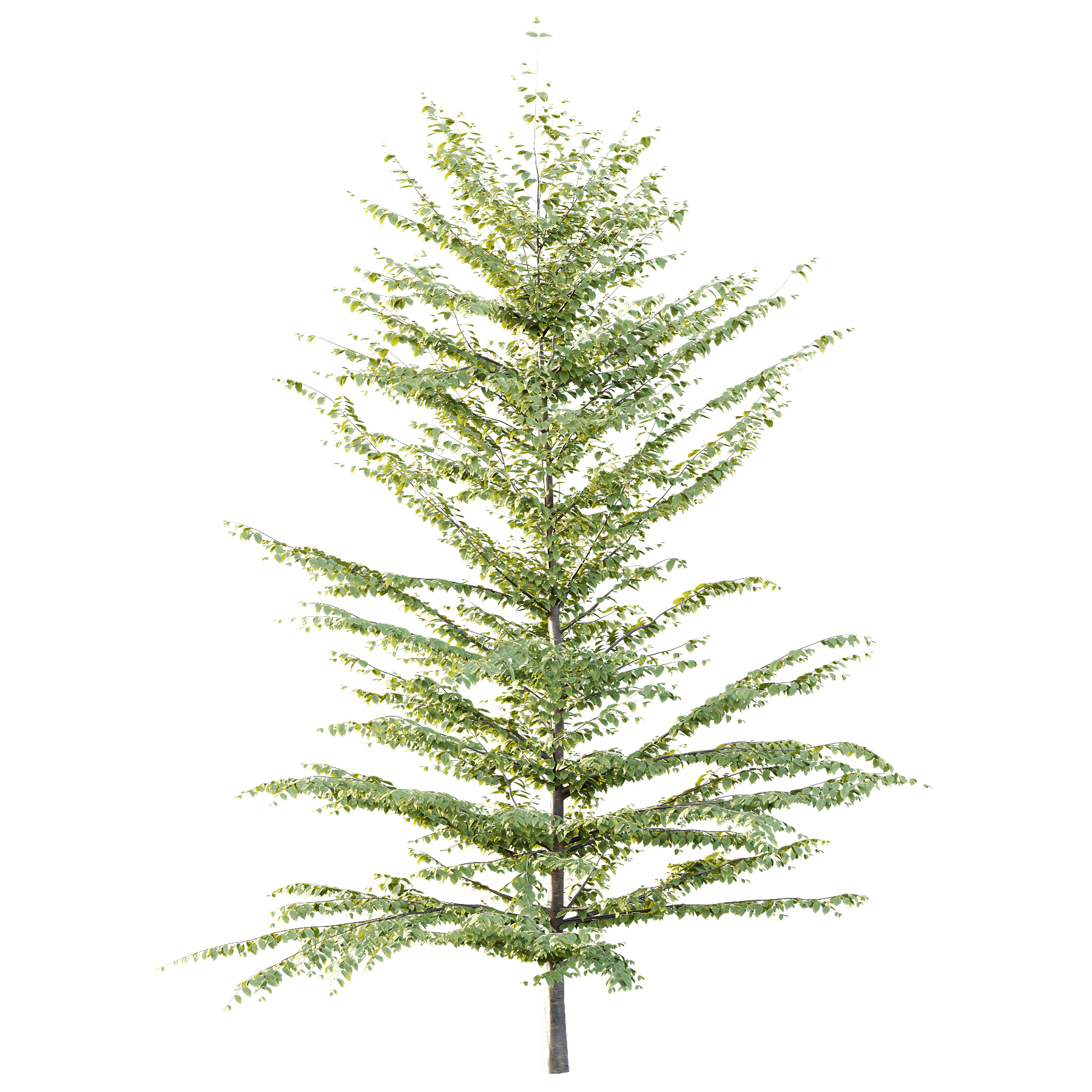 Fagus Grandifolia Tree 07 3D model_3
