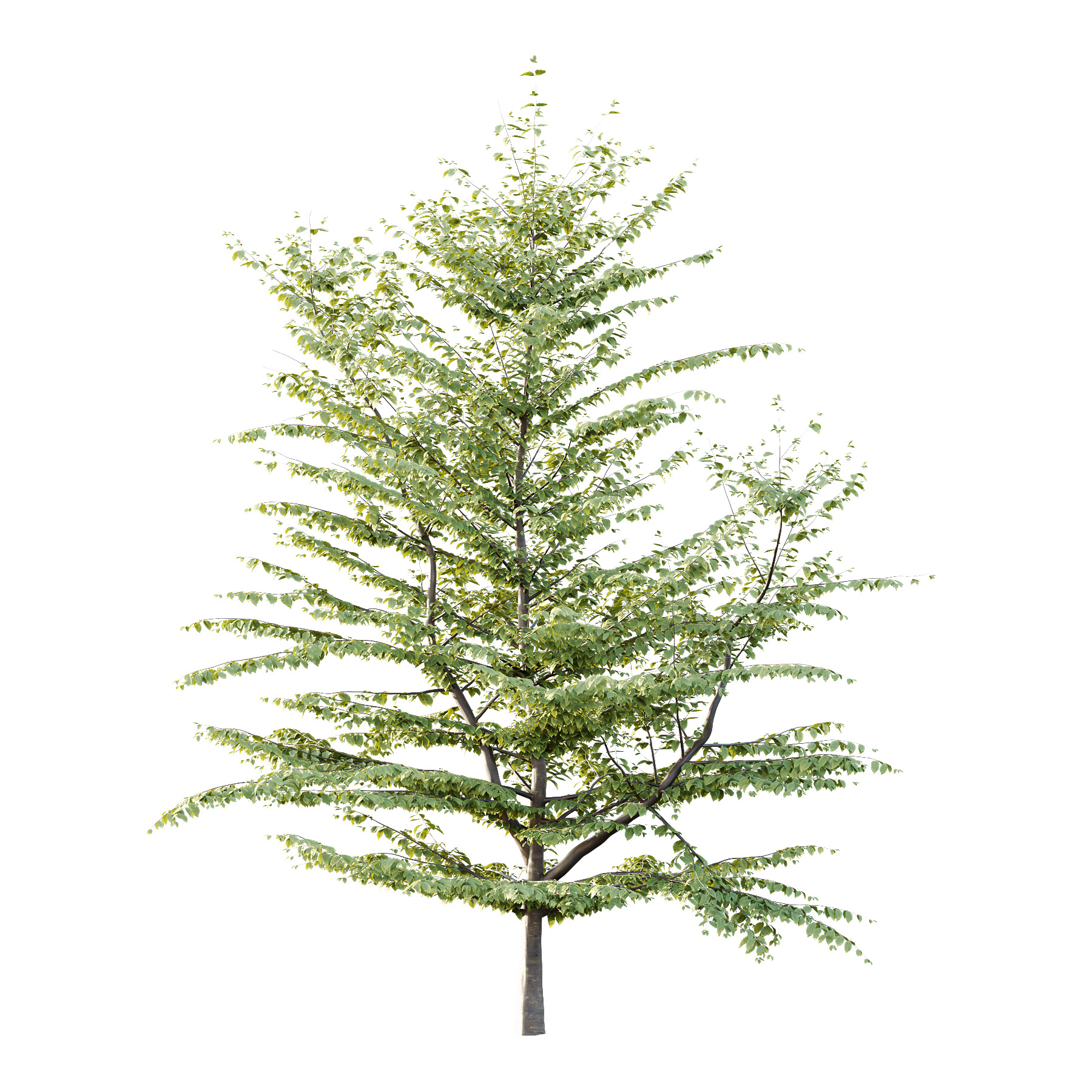 Fagus Grandifolia Tree 08 3D model_1