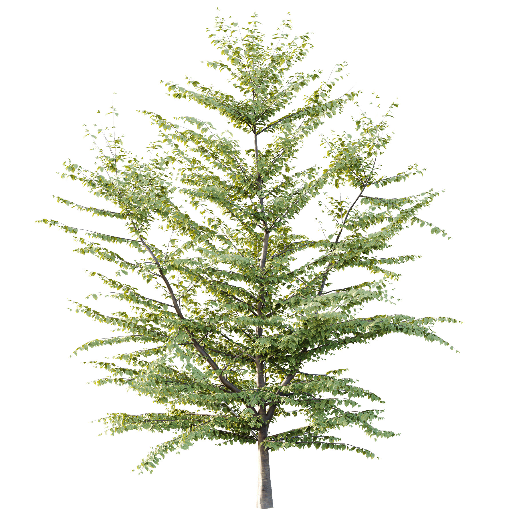 Fagus Grandifolia Tree 08 3D model_3