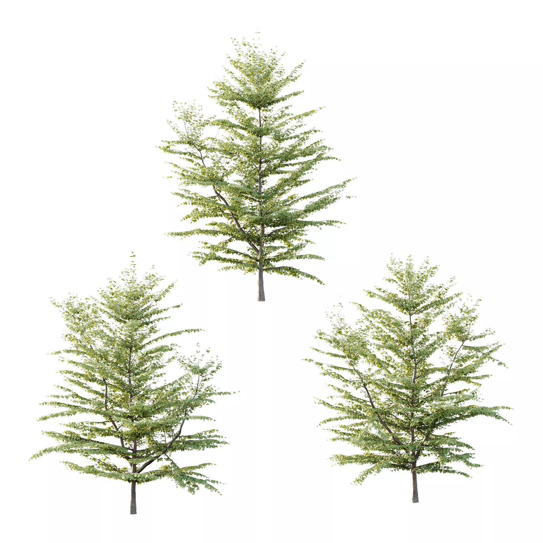 Fagus Grandifolia Tree 08 3D model_0