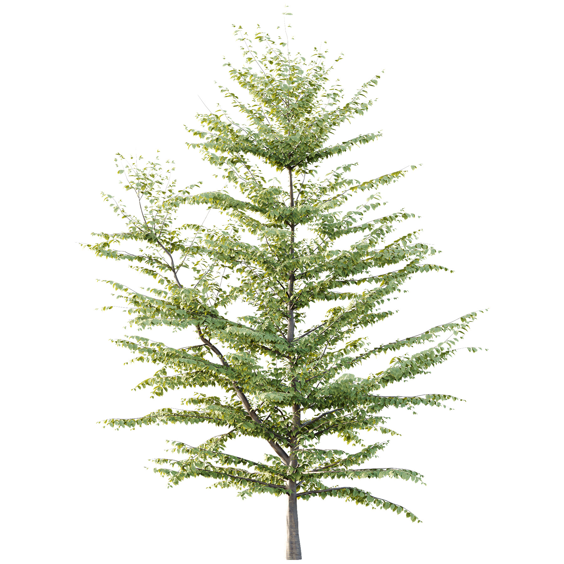 Fagus Grandifolia Tree 08 3D model_2