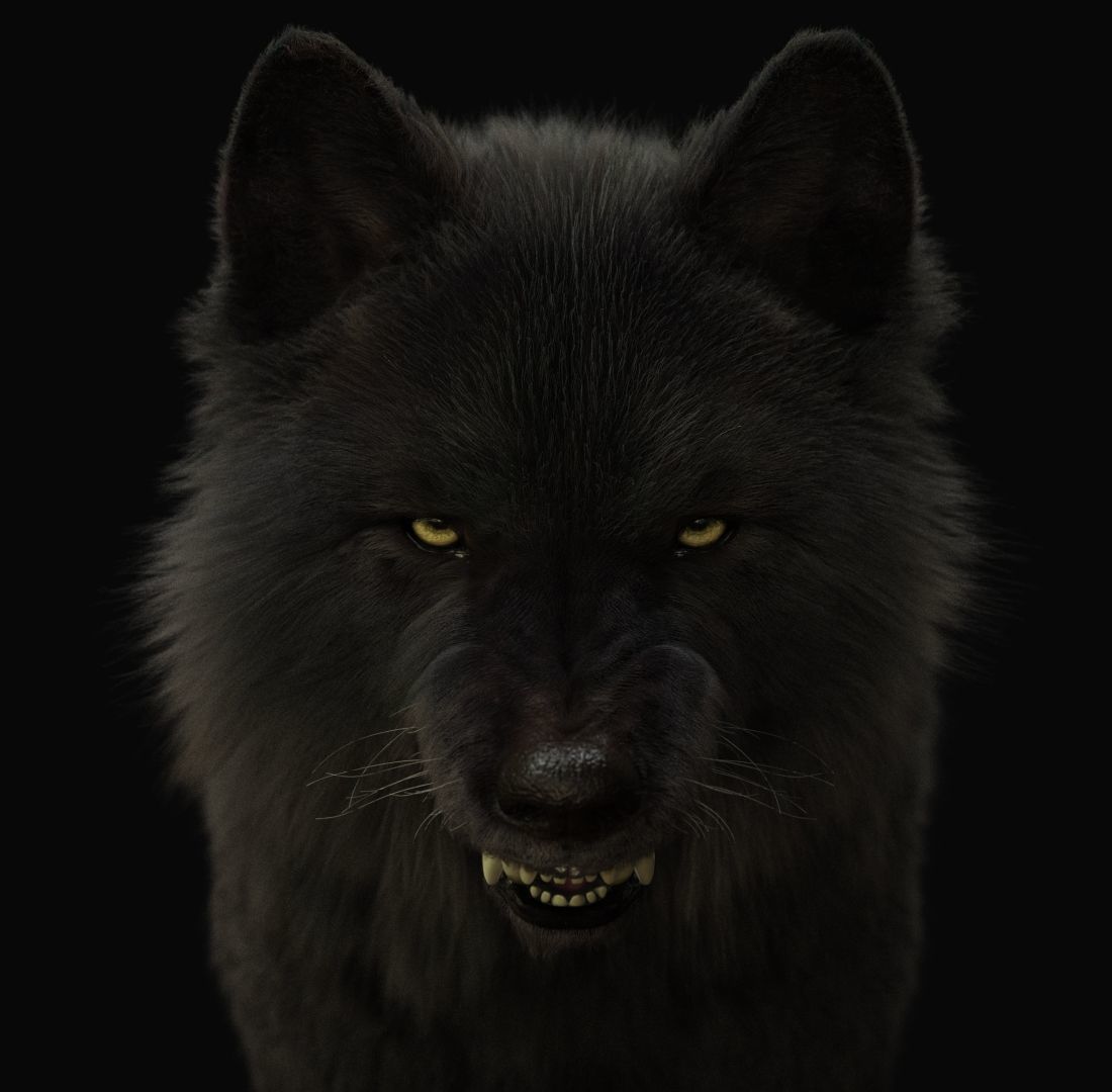 Wolves Pack RIGGED XGEN igs 3D Model Collection_23