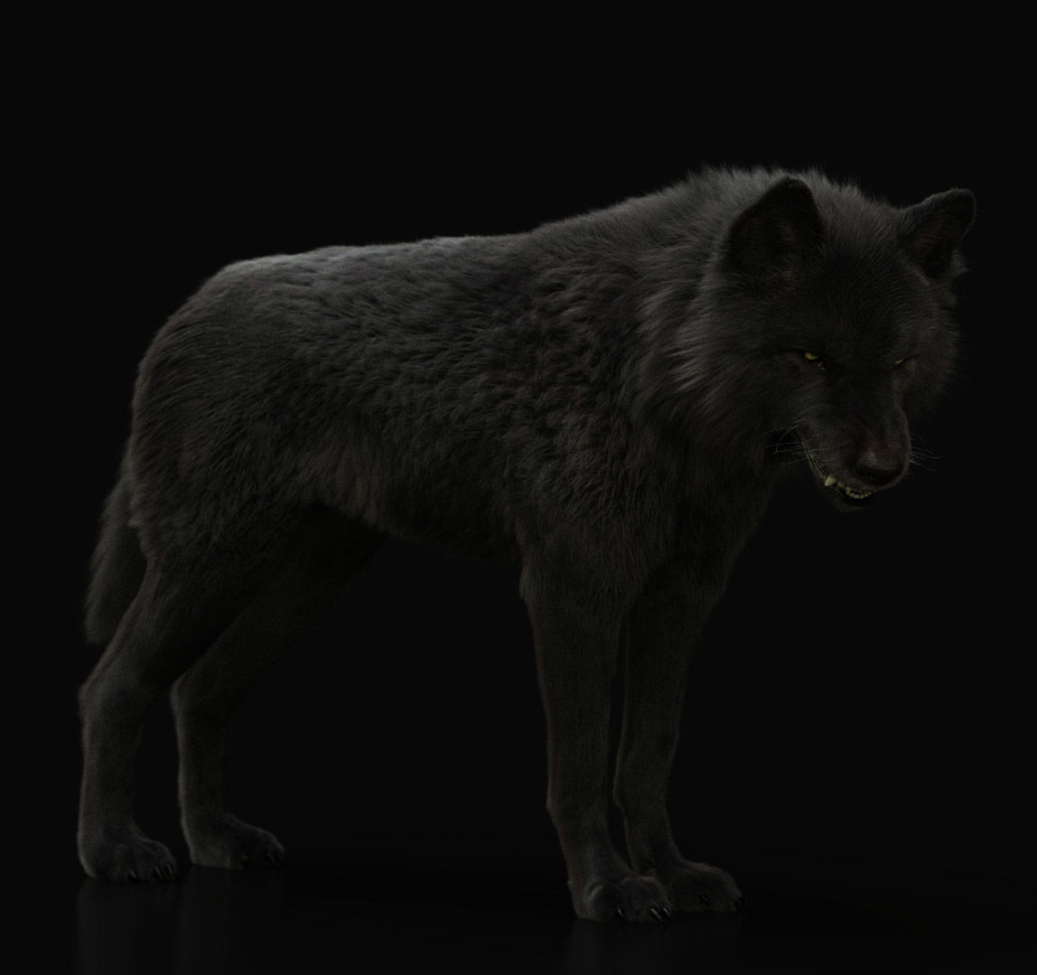 Wolves Pack RIGGED XGEN igs 3D Model Collection_25